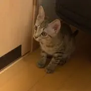 haya.t