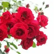 クリンクリン (プロフィール必読)の画像