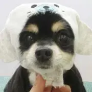ぷりんの画像