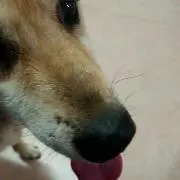 メルへン