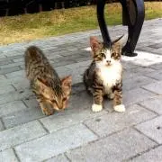 おにぎりの画像