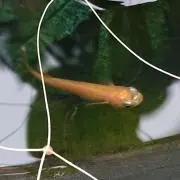 やまの画像