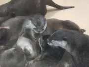 アカツキの画像