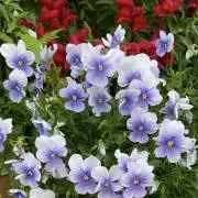 ぱんだの画像
