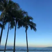 cocoの画像