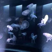LUU