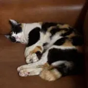 chikoの画像