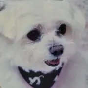 hanaの画像