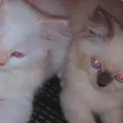 スリワユニ