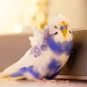 にゃつにの画像