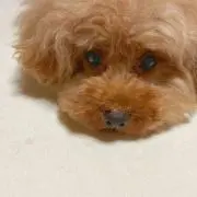 ぴょこの画像