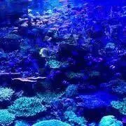 ミオの画像