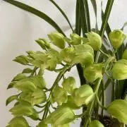 cymbidiumの画像