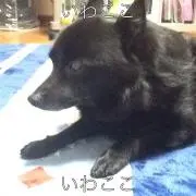 いわここ