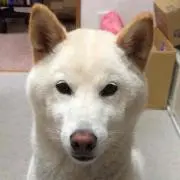 しばいぬちょこ  ☆プロフ必読☆の画像