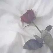 りりをの画像