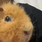 yumeの画像