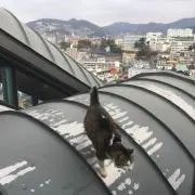 しの画像