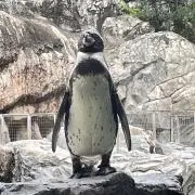 ユンユンの画像