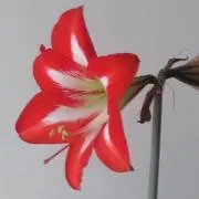 吉野の画像