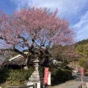 tosa(7/25-27出張で不在)の画像