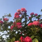 s.oの画像