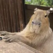 京成パンダ 寅さん ぬいぐるみセット - メルカリ