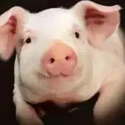 つくねの画像