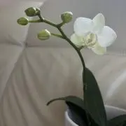 Y2の画像