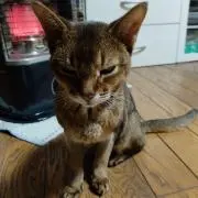 アントポ21※プロフ要確認の画像