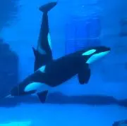 フォーリミ メンバー直筆サイン - メルカリ