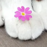 kktsの画像