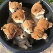 しばっち⭐︎