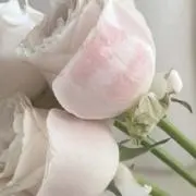 4の画像