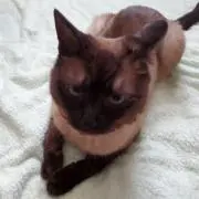 麦チョコ