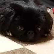 Chami