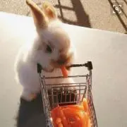 ぶーママ