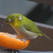 いちごの画像
