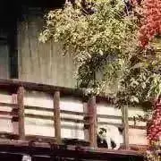 ざわの画像