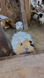 うらべの画像