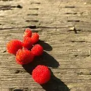mementoの画像