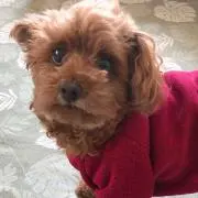 みゆ