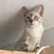 あいむの画像