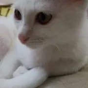 animalの画像