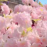 はるの画像