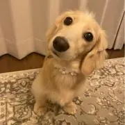 ぽんたの画像