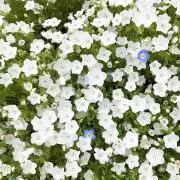 MARUの画像