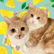 Cat Black
