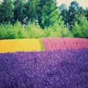 nrm