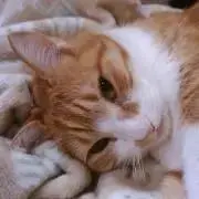とりぱん